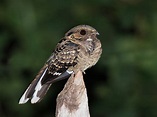 bacurau (Nyctidromus albicollis) | WikiAves - A Enciclopédia das Aves ...