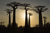 15 Madagascar Facts - History, Location, Economy & More - Facts.net