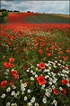 berkshire poppies: jadmaister2: Galleries: Digital Photography Review ...