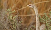 15 serpenti con gli occhi più belli del mondo