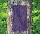 Why is there purple paint on trees everywhere in Pennsylvania ...