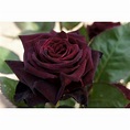 Muda de Rosa Negra, príncipe negro - 40cm | BeeCost