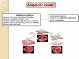 Adaptacion celular | Anatomía patológica | Célula | uDocz
