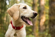 Rocky Mountain Spotted Fever in Dogs | Great Pet Care