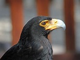File:Black Eagle RWD.jpg - Wikimedia Commons