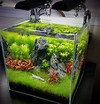 Mr. Aqua Nano Aquarium : PlantedTank