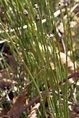 CalPhotos: Equisetum variegatum; Variegated Horsetail