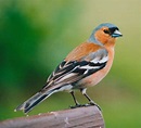 Common Chaffinch Facts, Behavior As Pet, Care, Housing, Pictures