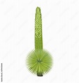 Puya raimondii - Queen of the Andes - Side view - Flat vector Isolated ...