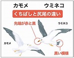 カモメとウミネコの違い｜見分け方はくちばしと尻尾が決め手！│違いの王国