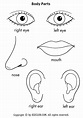 Coloring Pages Face Parts