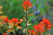 Indian Paintbrush: Plant Care & Growing Guide
