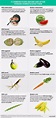 Infographic: 5 popular foods genetically modified by humans-before GMOs ...