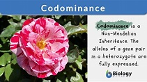 Codominance - Biology Online Dictionary