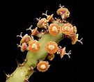Euphorbiaceae - Wikipedia
