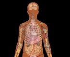 Diagram Of Human Body Internal Organs Front And Back - Human Organs ...