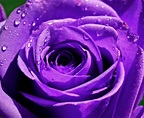 Purple Rose HD Wallpapers - Wallpaper Cave