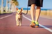 Benefits to Walking Your Dog after a Thanksgiving Day Meal - Love and ...
