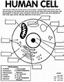 Cell Coloring Worksheet Esl | Science cells, Teaching biology, Middle ...