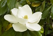 The Complete Guide to Magnolia Trees | Southern Living