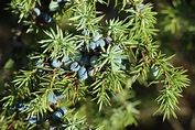Plant monograph juniper, Juniperus communis, healing, magic properties