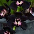 Cuidados de la orquídea negra | Jardineria On