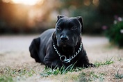 Pit Bull Perro Negro Pitbull - Foto gratis en Pixabay - Pixabay