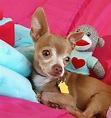33+ Chihuahua Rescue Puppies Image - Bleumoonproductions