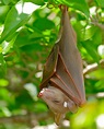 Fruit bat | mammal | Britannica