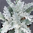 Dusty Miller 'Silver Dust' Dusty Miller from Saunders Brothers Inc