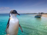 Explore the Magic of Penguin Island in Western Australia