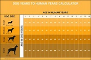 Infographic : Dog years to human years explained - Infographic.tv ...