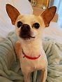 Chihuahua dog for Adoption in Minneapolis, MN. ADN-725045 on ...