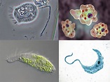 Protozoarios (o protozoos): qué son, características y clasificación ...