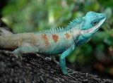 File:Bangkok Reptiles Blue crested Lizard.jpg - Wikipedia