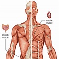 Human Body: Muscular System | Carolina Biological Supply