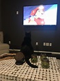 My cat angus recently started watching tv so we put the lion king on ...