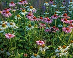 When to plant wildflower seeds: for a colorful natural display
