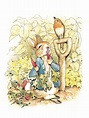 The top 5 best-loved characters from Beatrix Potter books | Robert ...