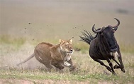 Leão caçando « Grandes Felinos