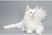 Gato Maine Coon: veja características, cores, preço e mais | Guia Animal