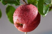 Apfel Jonathan - Malus Jonathan günstig kaufen