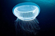 Fluorescent jellyfish proteins light up unconventional laser | New ...