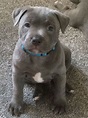 Stunning blue Staffordshire bull terrier puppies | Crewe, Cheshire ...