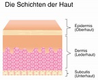 Aufbau und Behandlung der Haut - Dr. Hartmann, Lüneburg