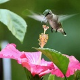 8 Flowers That Attract Hummingbirds | Taste of Home