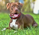 Perros PITBULL (American Pitbull Terrier) | Todo sobre la Raza