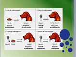 Descubre la Teoría de Pavlov: Condicionamiento Clásico ★ Teoría Online