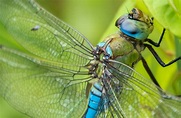 Free stock photo of close up, close-up, dragonfly