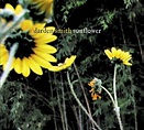 Amazon.com: Sunflower : Darden Smith: Digital Music
